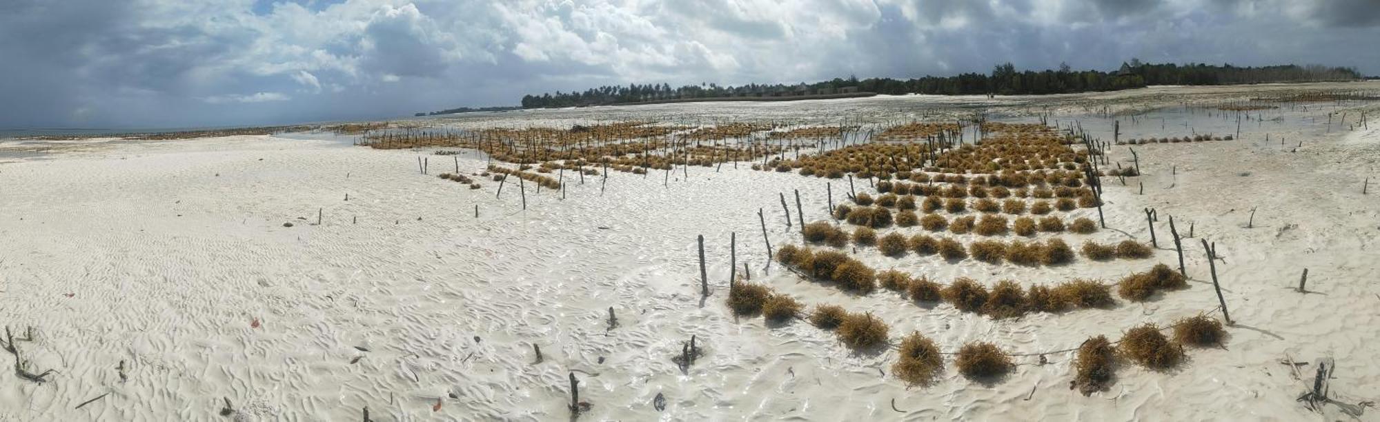 Eden Paradise Michamvi Kae Exterior photo